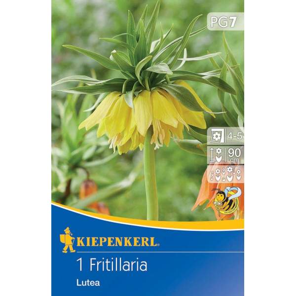 Lalea imperială (Fritillaria) Lutea