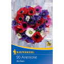 Anemone De Caen mix multicolor