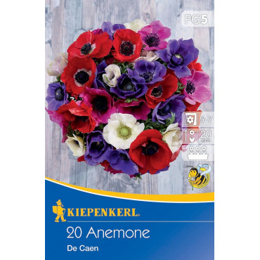 Anemone De Caen mix multicolor