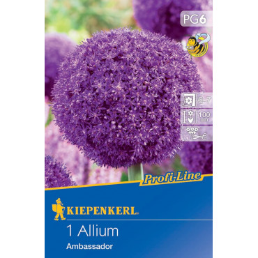 Allium Ambassador