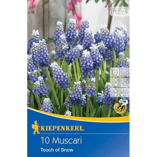 Muscari Touch of Snow