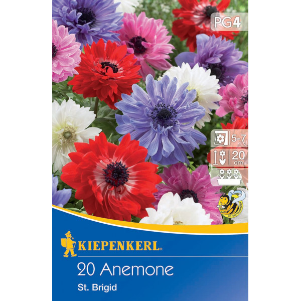 Anemone St. Brigid mix multicolor