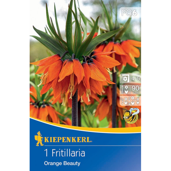 Lalea imperială (Fritillaria) Orange Beauty