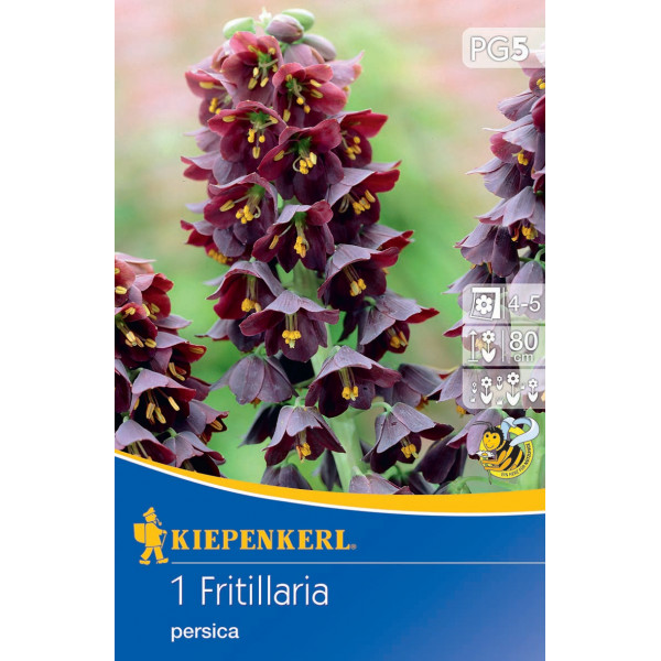 Lalea imperială (Fritillaria) Persica