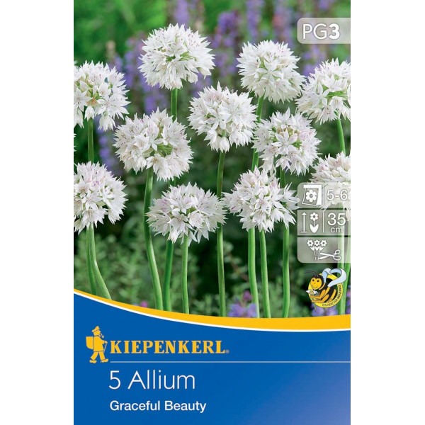 Allium Graceful Beauty