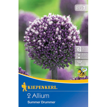 Allium Summer Drummer