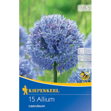 Allium caeruleum