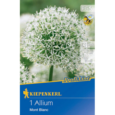 Allium Mont Blanc