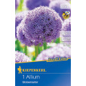 Allium Globemaster