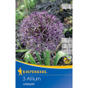 Allium christophii