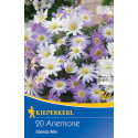 Anemone Blanda mix multicolor