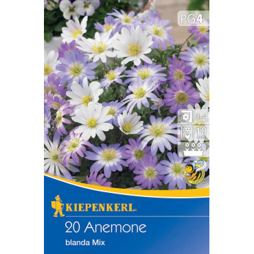 Anemone Blanda mix multicolor