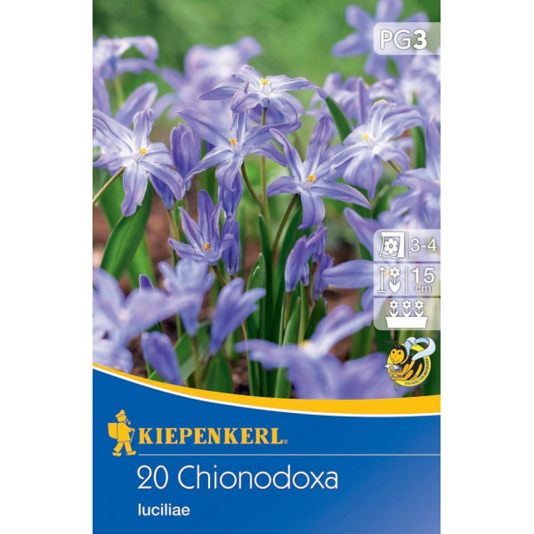 Chionodoxa