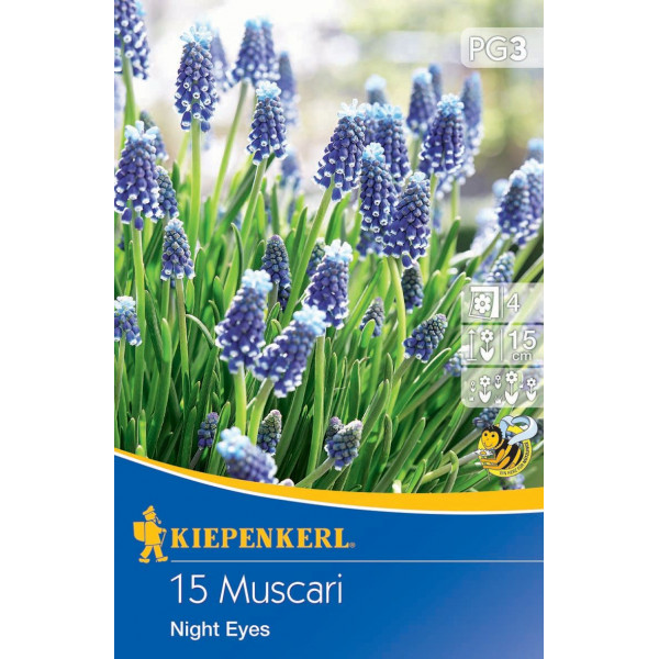 Muscari Night Eyes