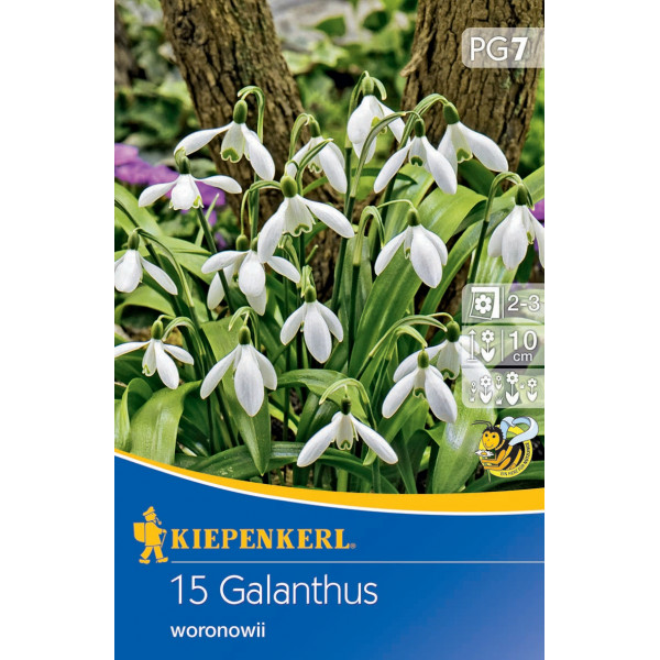 Ghiocei (Galanthus woronowii)