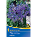 Camassia quamash