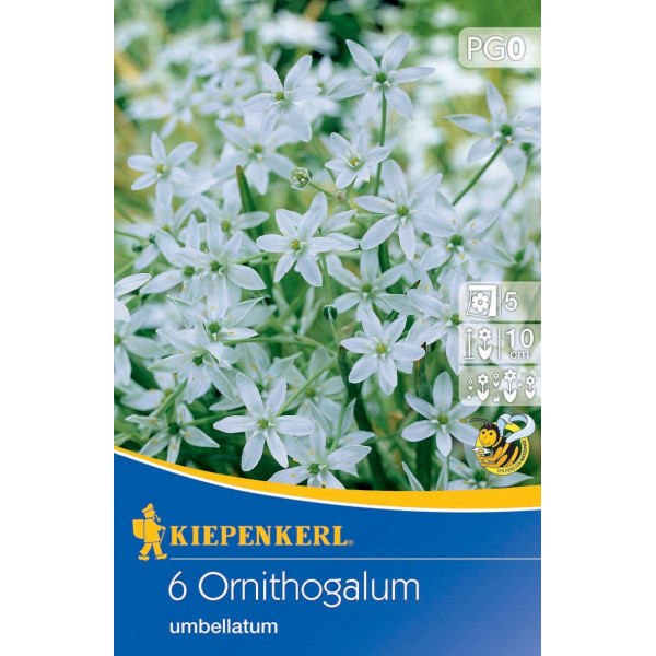 Steaua din Betleem (Ornithogalum umbellatum)