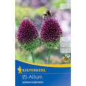 Allium sphaerocephalon