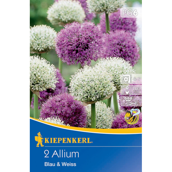 Allium Blue & White