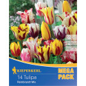 Mega Pack Lalele Rembrandt mix multicolor