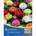 Mega Pack Ranunculus mix multicolor