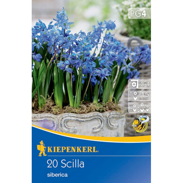 Viorele (Scilla siberica)