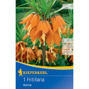 Lalea imperială (Fritillaria) Aurora