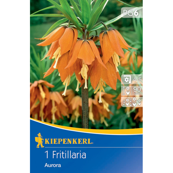 Lalea imperială (Fritillaria) Aurora