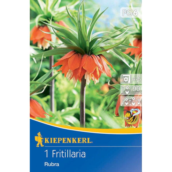 Lalea imperială (Fritillaria) Rubra