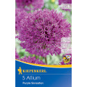 Allium Purple Sensation