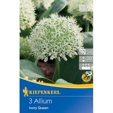 Allium Ivory Queen