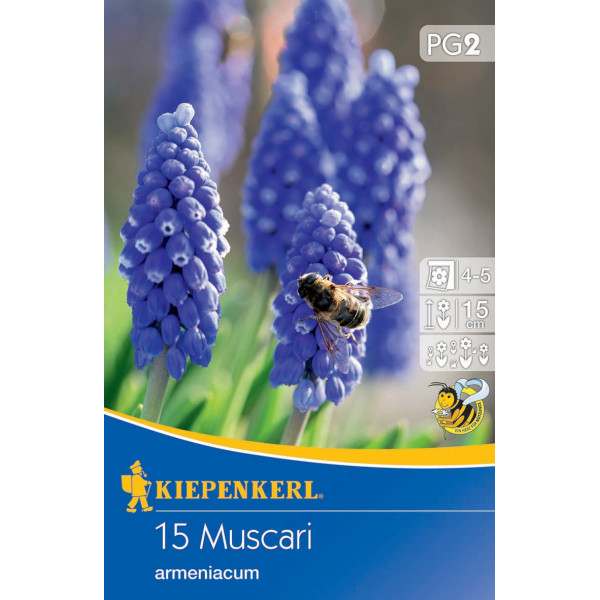 Muscari Armeniacum