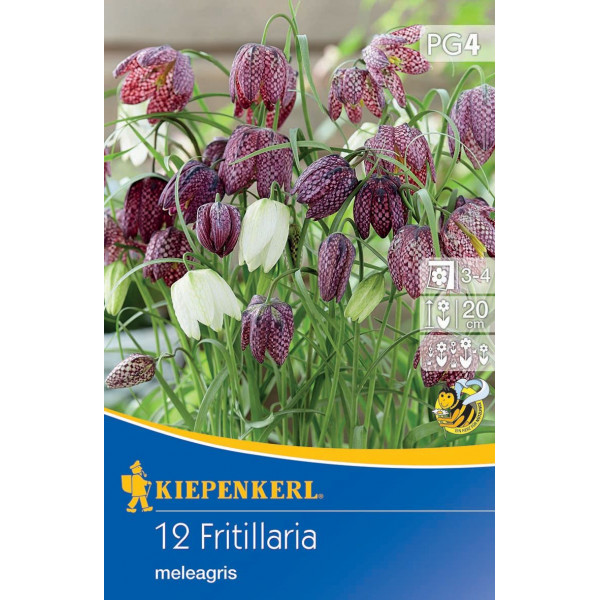 Lalea imperială (Fritillaria) mix multicolor