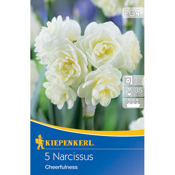 Narcise Cheerfulness