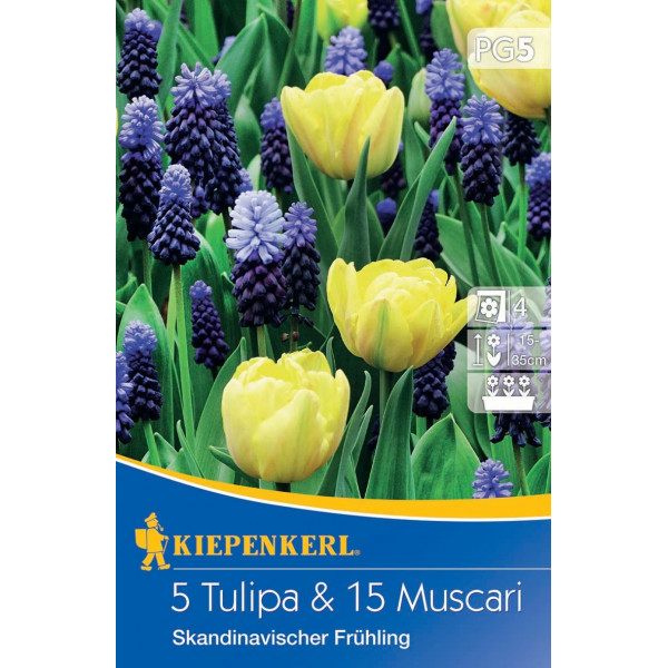 Lalele și muscari Scandinavian Spring mix multicolor