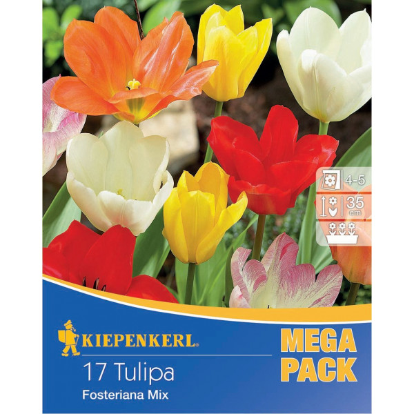 Mega Pack Lalele Fosteriana mix multicolor