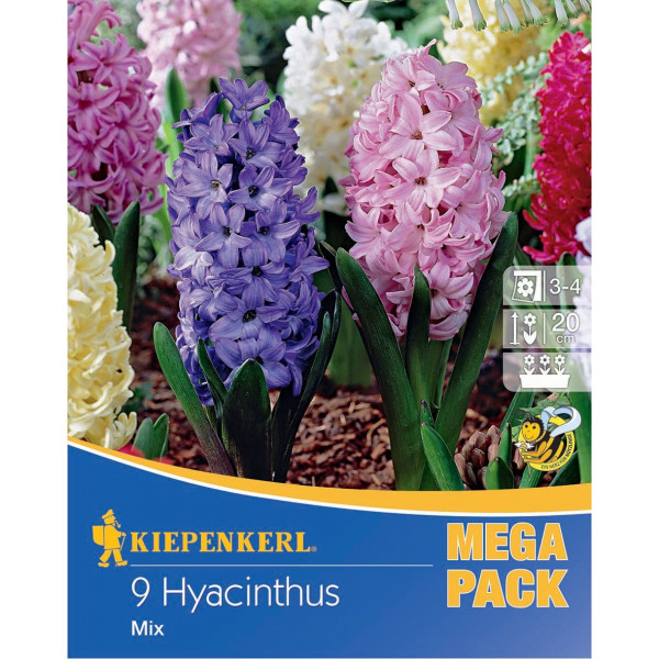 Mega Pack Zambile mix multicolor