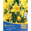 Mega Pack Narcise Osterglocken