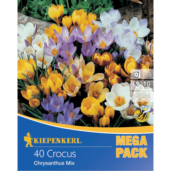 Mega Pack Brândușe pitice mix multicolor