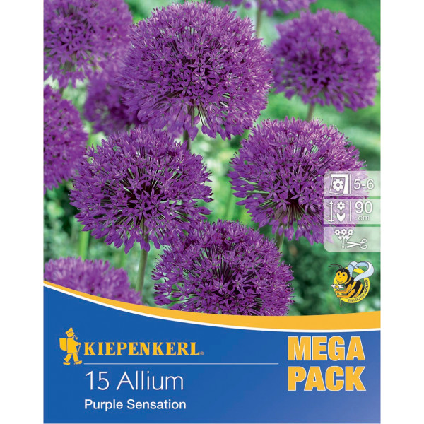 Mega Pack Allium Purple Sensation