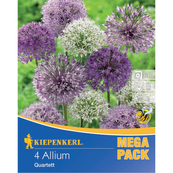 Mega Pack Allium Quartet mix multicolor