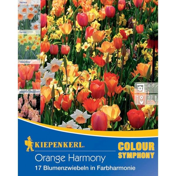 Bulbi de flori Orange Harmony