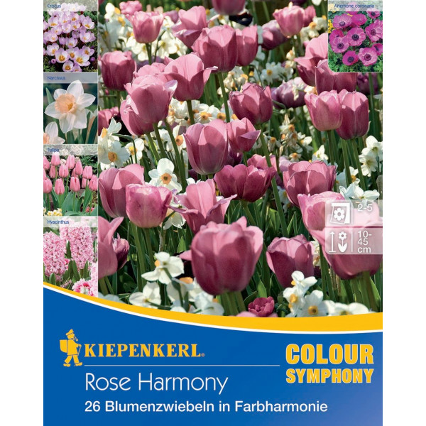 Bulbi de flori Rose Harmony