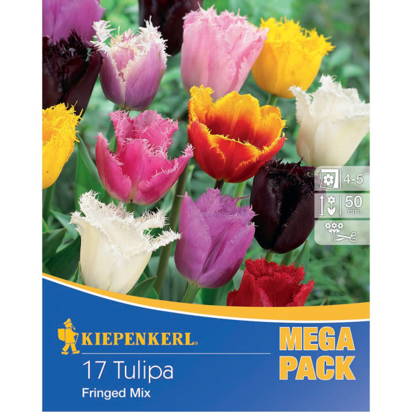 Mega Pack Lalele franjurate mix multicolor