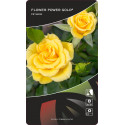 Trandafir pitic Flower Power Gold ® la ghiveci 3L