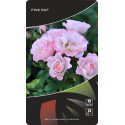 Trandafir floribunda Pink Ruf ® la ghiveci 3L