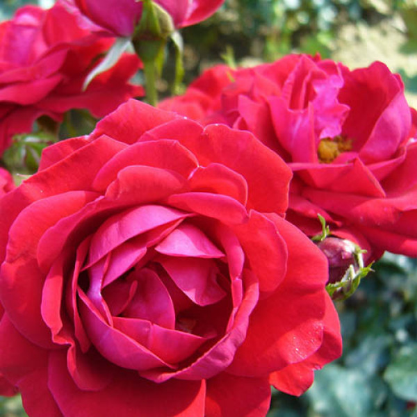 Trandafir floribunda Red Wanderer ® la ghiveci 3L