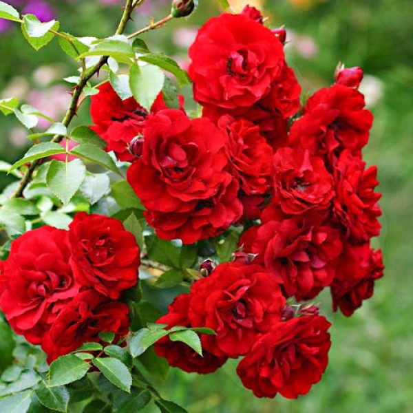 Trandafir floribunda Little Buckaroo ® la ghiveci 3L