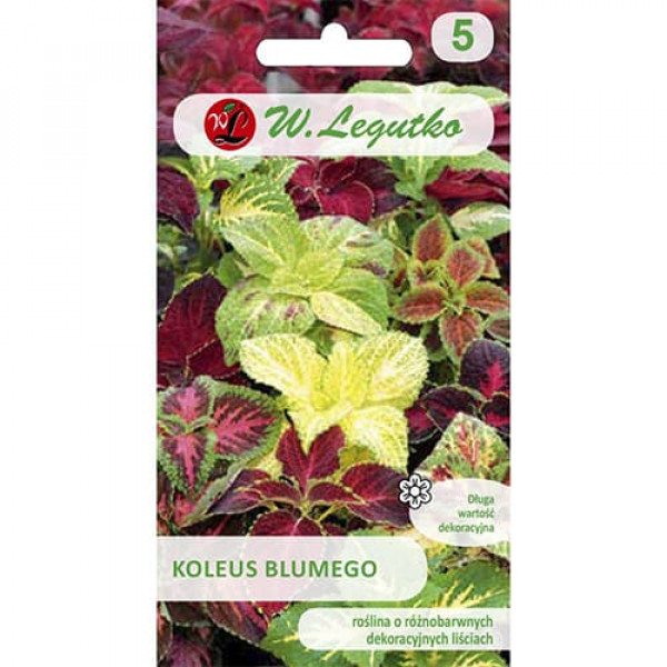 Coleus Standard, mix multicolor