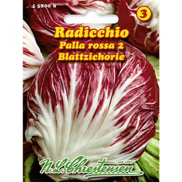 Cicoare roșie (radicchio) Palla Rossa 2